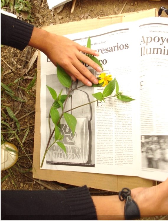 Planta 2